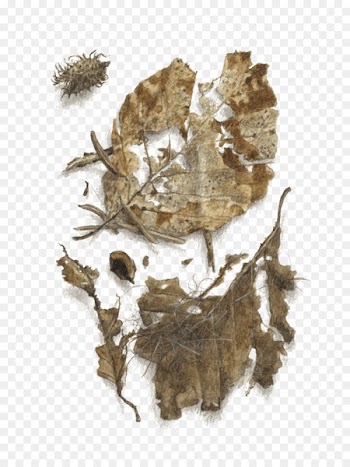 Human skeleton Leaf Invertebrate Tree - Leaf 
