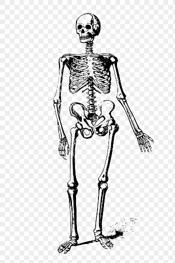 Human skeleton png clipart, anatomy | Free PNG Illustration - rawpixel