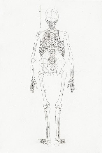 Human Skeleton, Posterior View (1795… | Free public domain illustration