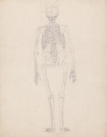 Human Skeleton, Posterior View by George | Free Photo - rawpixel
