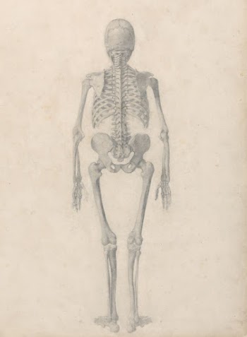 Human Skeleton, Posterior View (Finished | Free Photo - rawpixel