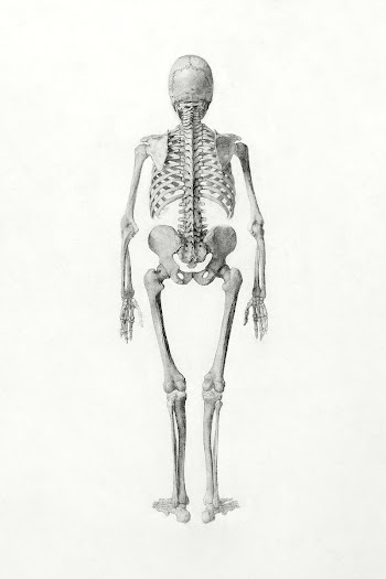 Human Skeleton, Posterior View (Finished… | Free public domain illustration