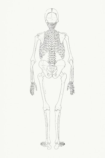 Human Skeleton, Posterior View (Relates to… | Free public domain illustration