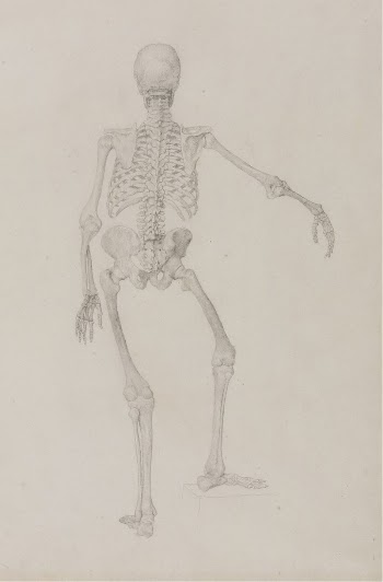 Human Skeleton, Posterior View (Right | Free Photo - rawpixel