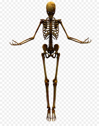 Human skeleton Skull - Bones 