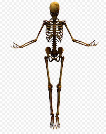 Human skeleton Skull - Bones png download - 1600*2000 - Free ...