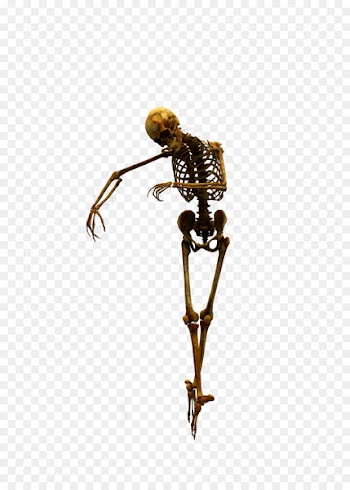 Human skeleton Skull Clip art - Skull 