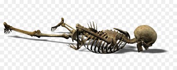 Human skeleton Skull Endoskeleton Exoskeleton - Skeleton 