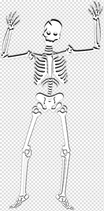 Human skeleton Skull , Halloween Skeleton transparent background PNG clipart
