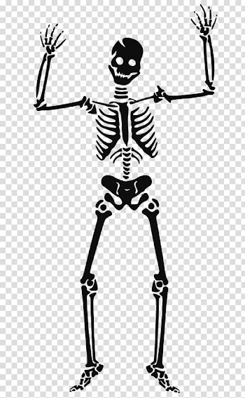 Human skeleton Skull , skull transparent background PNG clipart