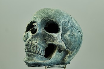 Human Skull