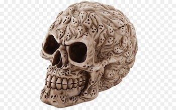 Human skull Calavera Skeleton Bone - skull 