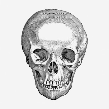 Human skull clipart, medical vintage | Free Vector - rawpixel