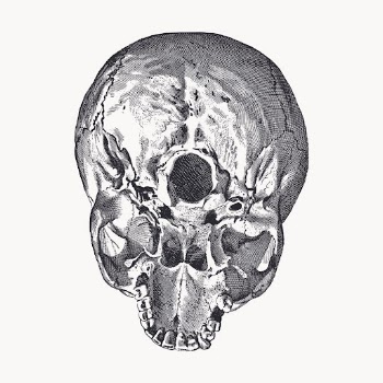 Human skull clipart, medical vintage | Free Vector - rawpixel