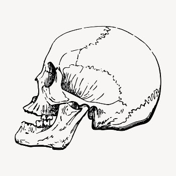Human skull clipart, vintage hand | Free Vector - rawpixel