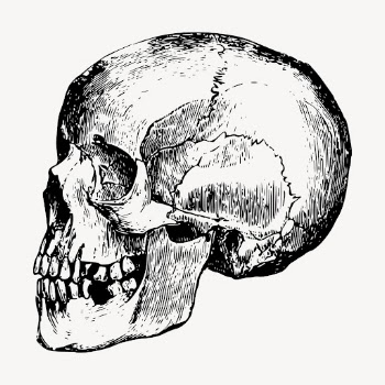 Human skull clipart, vintage illustration | Free Vector - rawpixel