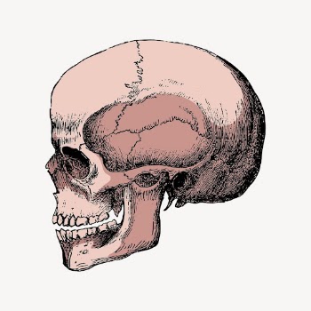 Human skull collage element, Halloween | Free PSD Illustration - rawpixel