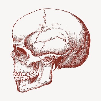 Human skull collage element, Halloween | Free Vector Illustration - rawpixel