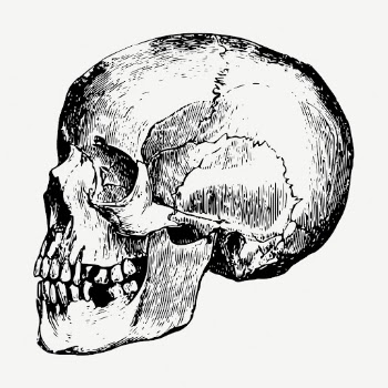 Human skull collage element, vintage | Free PSD - rawpixel