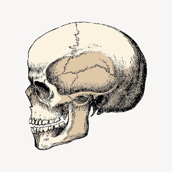 Human skull collage element, vintage | Free Vector Illustration - rawpixel