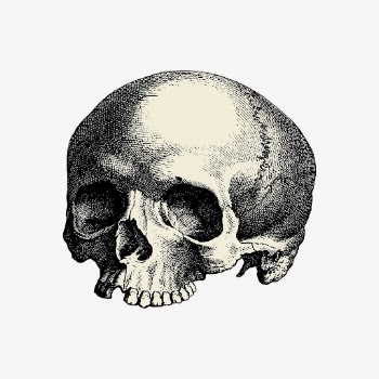 Human skull drawing clipart, Halloween | Free Vector - rawpixel