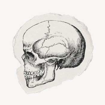 Human skull drawing, ephemera torn | Free Photo Illustration - rawpixel