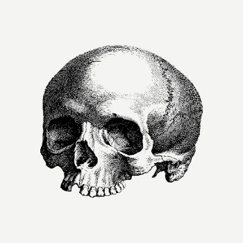 Human skull drawing, Halloween illustration | Free PSD - rawpixel