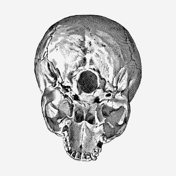 Human skull drawing, medical vintage | Free Photo - rawpixel