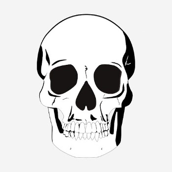 Human skull drawing, medical vintage | Free Photo - rawpixel