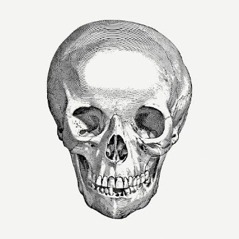 Human skull drawing, medical vintage | Free PSD - rawpixel