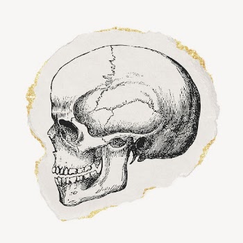 Human skull drawing, torn paper, | Free Photo Illustration - rawpixel