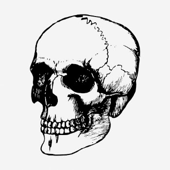 Human skull drawing, vintage Halloween | Free Photo - rawpixel
