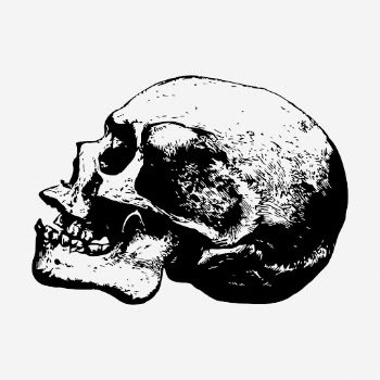 Human skull drawing, vintage Halloween | Free Photo - rawpixel
