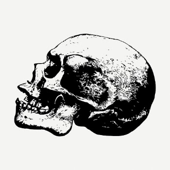 Human skull drawing, vintage Halloween | Free PSD - rawpixel