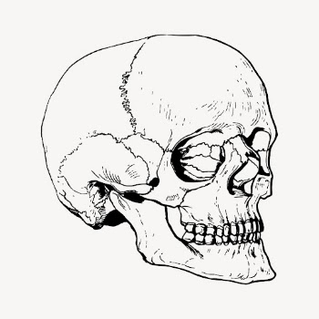 Human skull drawing, vintage Halloween | Free Vector - rawpixel