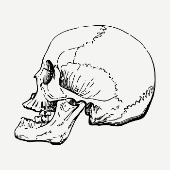 Human skull drawing, vintage illustration | Free PSD - rawpixel
