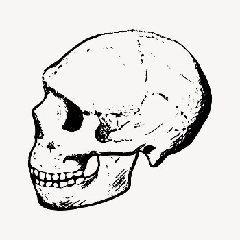 Human skull drawing, vintage illustration | Free Vector - rawpixel