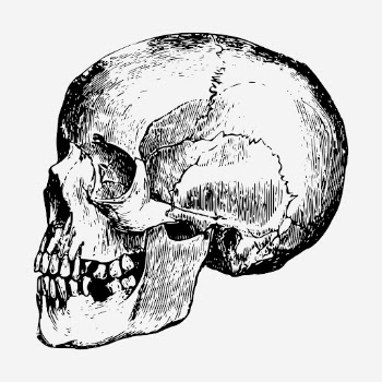 Human skull hand drawn illustration. | Free Photo - rawpixel