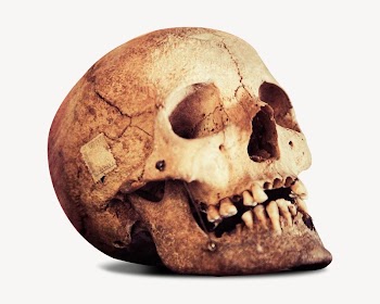 Human skull isolated image on white | Free Photo - rawpixel