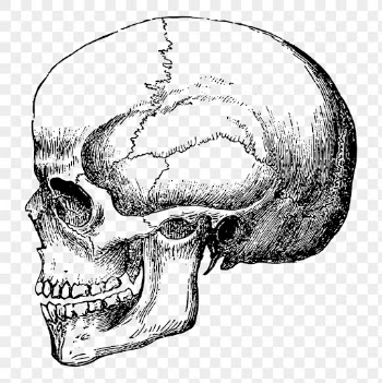 Human skull png clipart, transparent | Free PNG Illustration - rawpixel