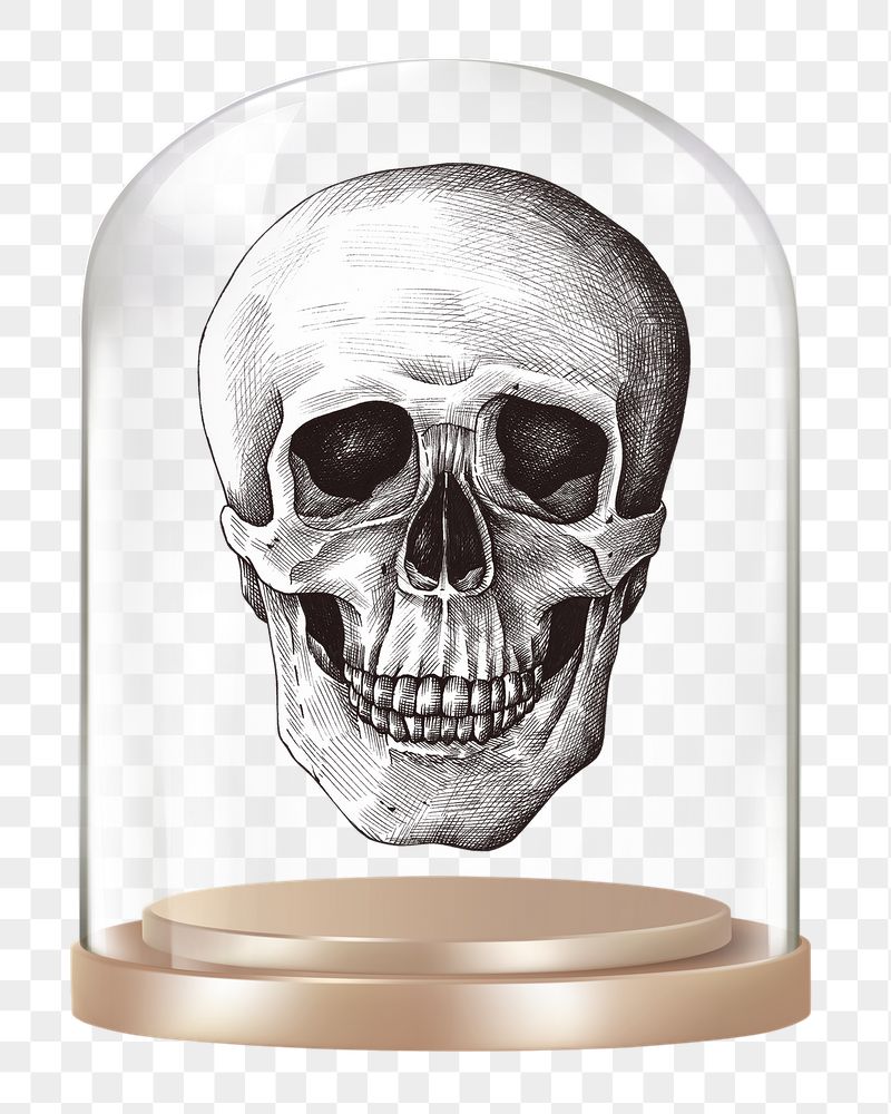 Human skull png glass dome | Free PNG - rawpixel