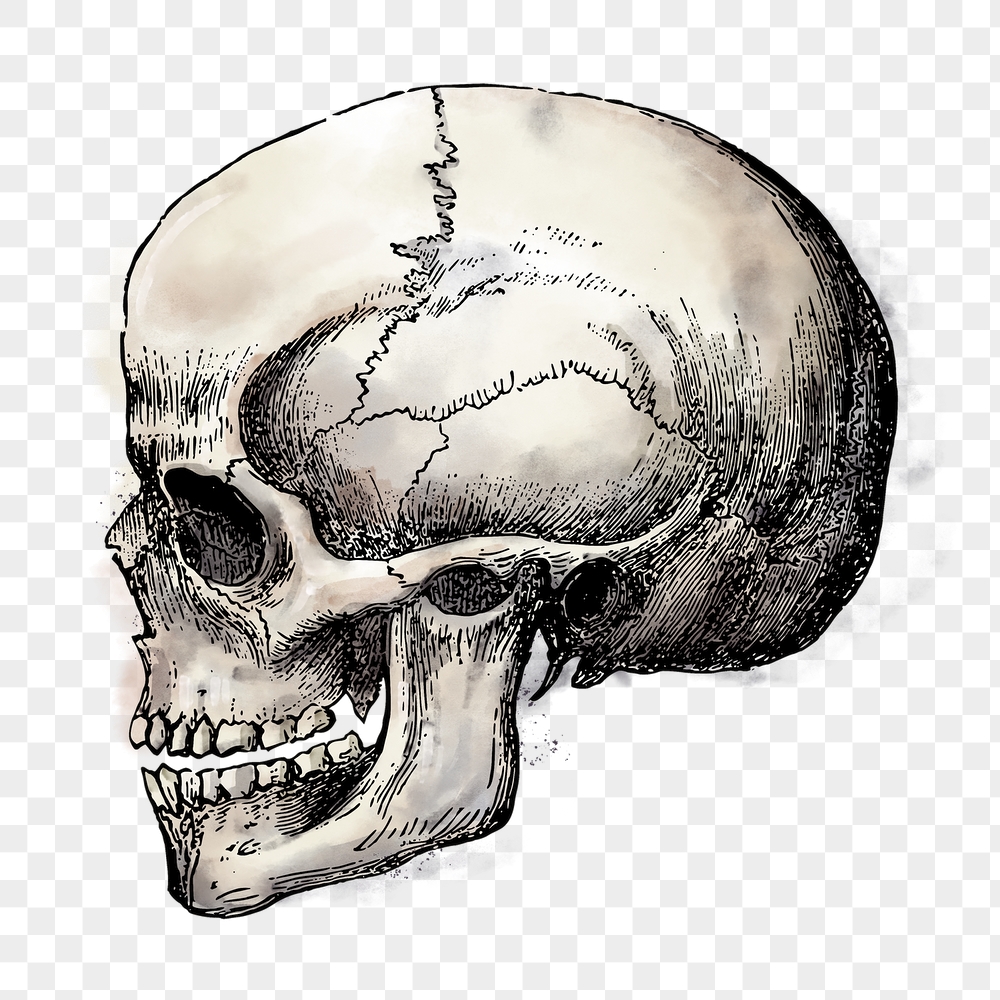 Human skull png sticker, Halloween | Free PNG Illustration - rawpixel