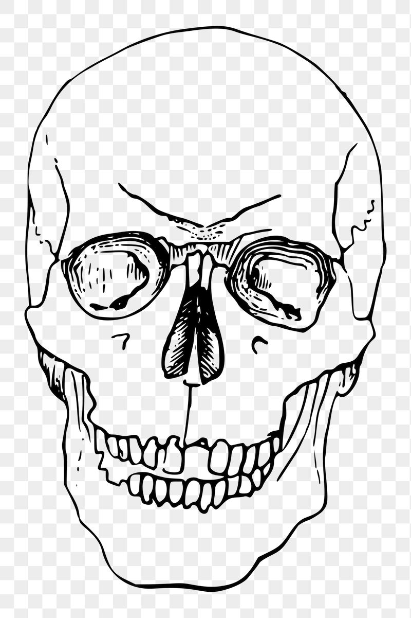 Human skull png sticker object | Free PNG - rawpixel