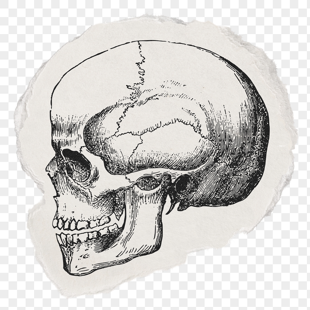 Human skull png sticker, ripped | Free PNG Illustration - rawpixel