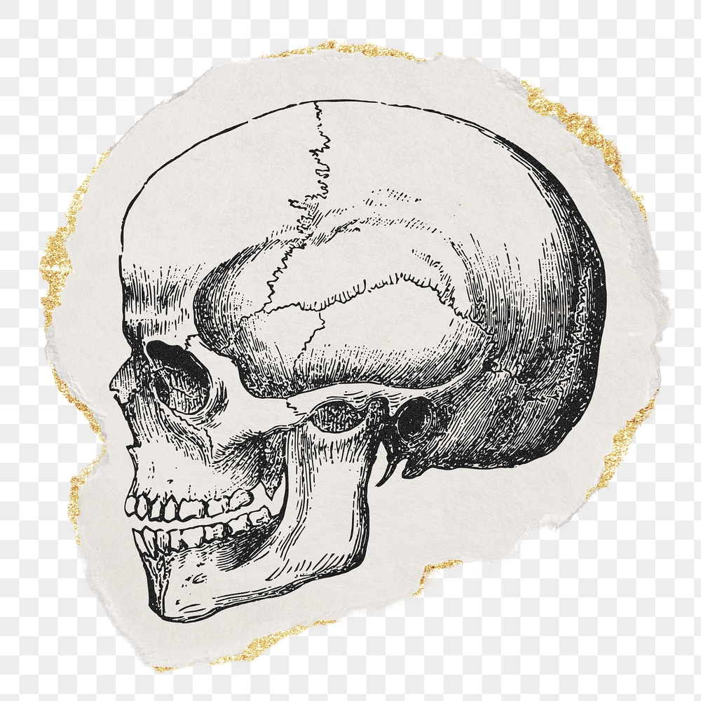 Human skull png sticker, ripped | Free PNG Illustration - rawpixel