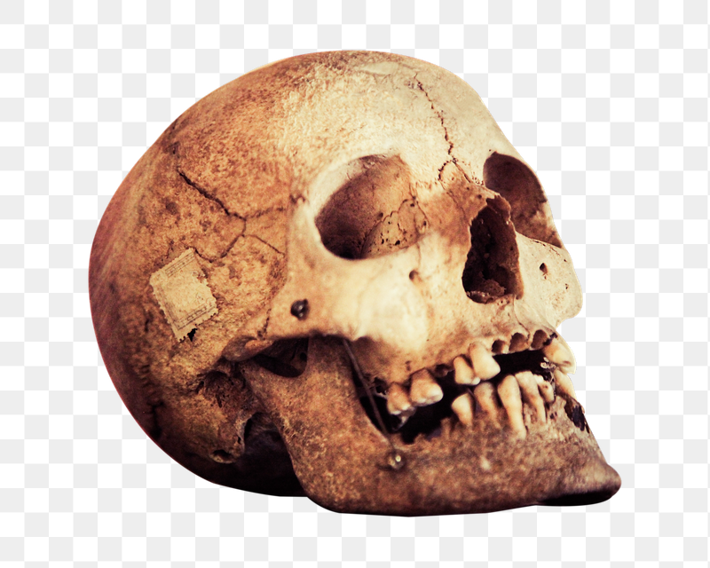 Human skull png sticker, transparent | Free PNG - rawpixel