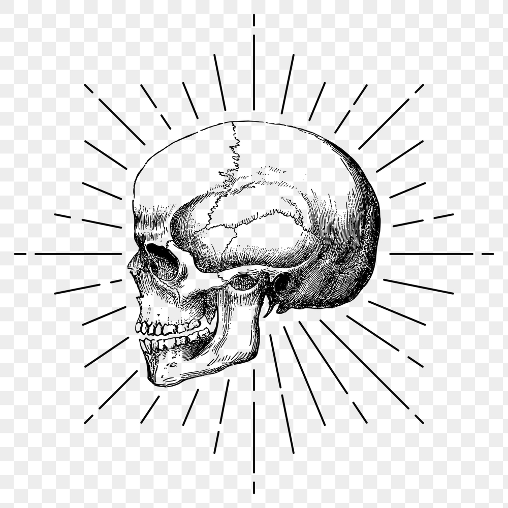 Human skull png sticker, vintage | Free PNG Illustration - rawpixel