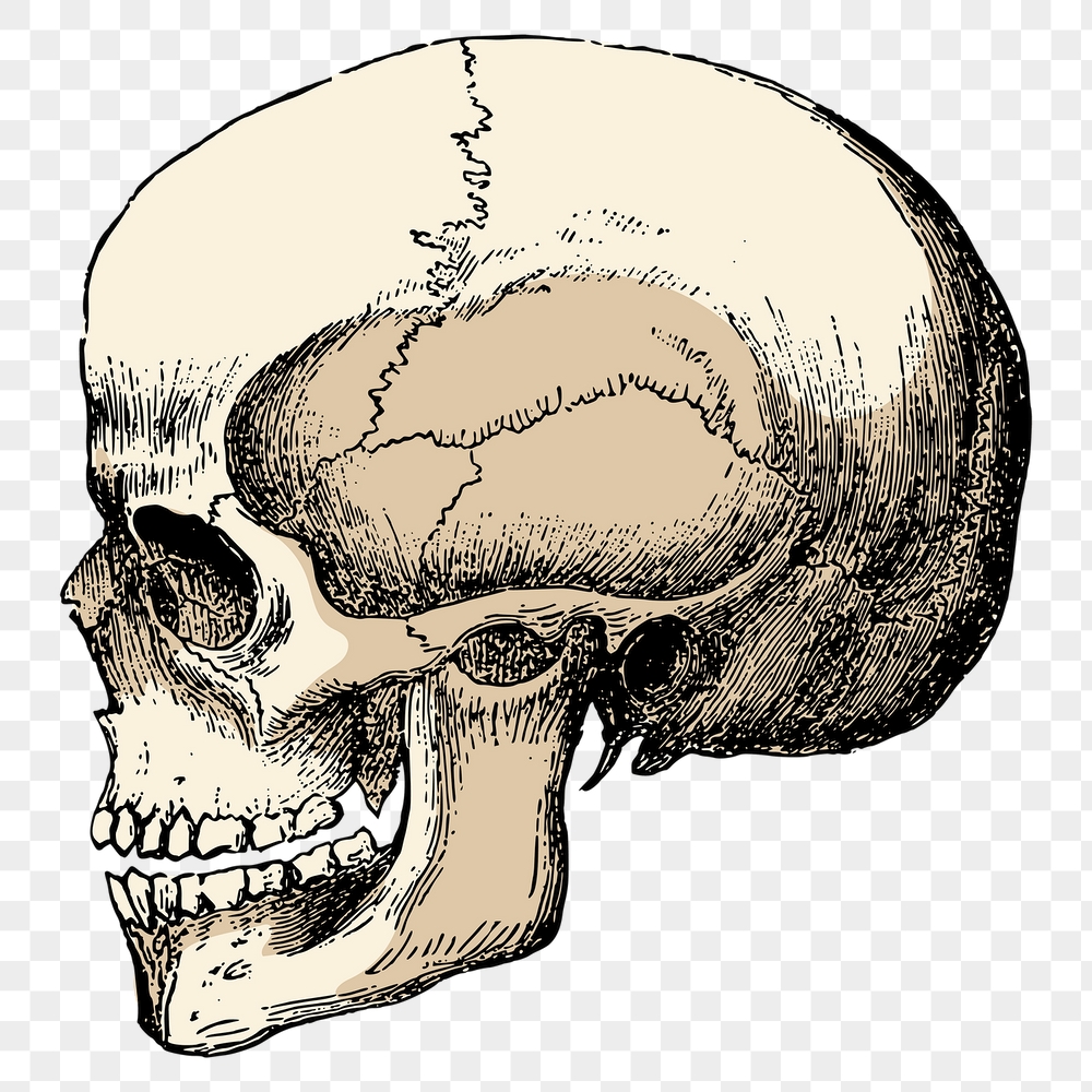 Human skull png sticker, vintage | Free PNG Illustration - rawpixel