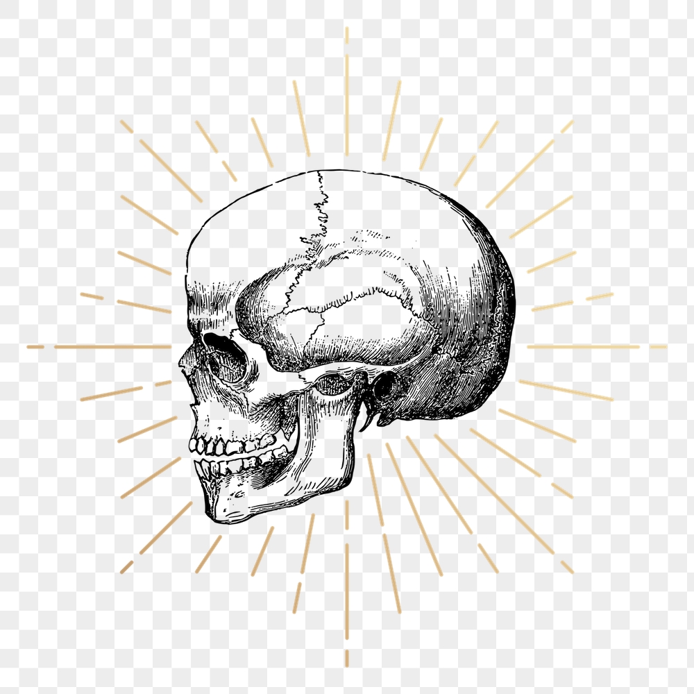 Human skull png sticker, vintage | Free PNG Illustration - rawpixel