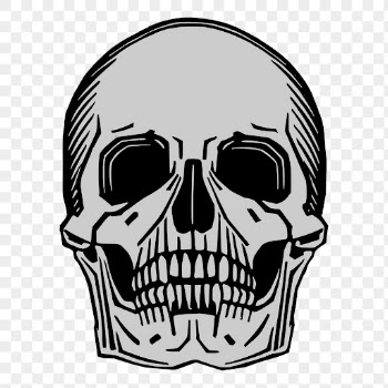 Human skull png sticker vintage | Free PNG - rawpixel